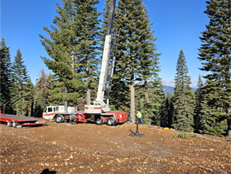 crane hoisting large tree